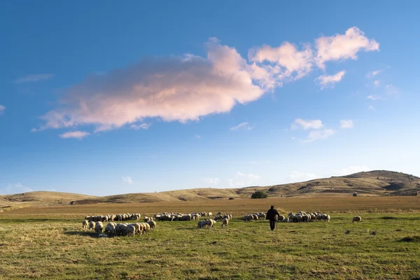 Shepherd And Flock Of Sheep