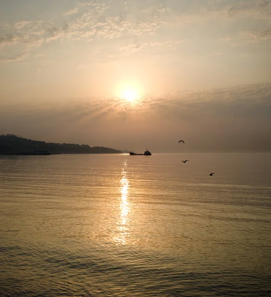 Aves, mar y amanecer — Foto de Stock