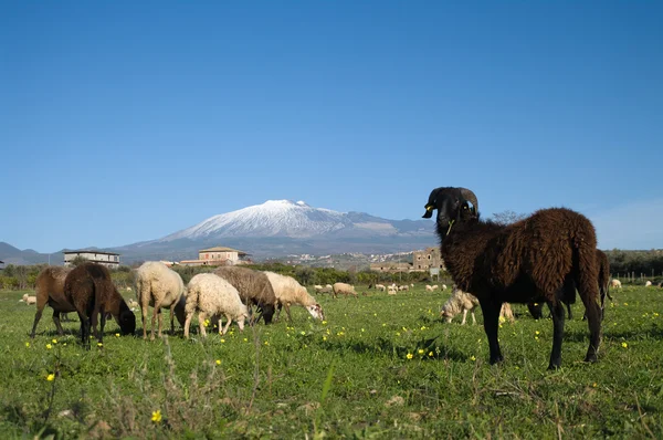 Sheep and black ram — Stock Photo, Image