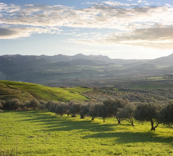 Landbouwgrond met olijfbomen bij zonsondergang — Stockfoto