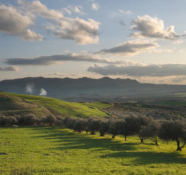 Valle cultivado con olivos al atardecer — Foto de Stock