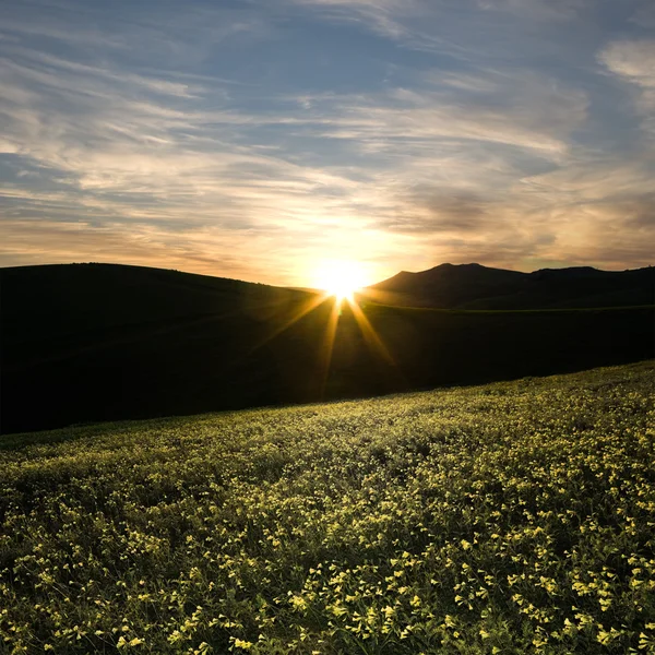 Spring meadow at the sunset — Stock Photo, Image