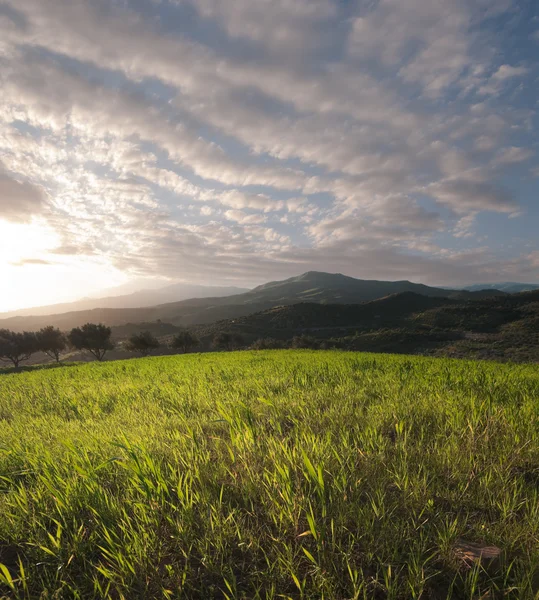 Campo d'erba al tramonto — Foto Stock