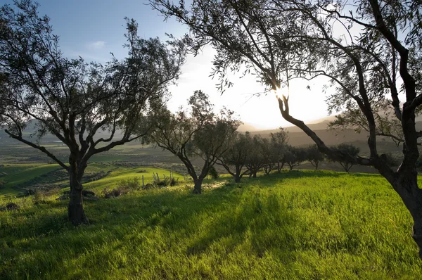 Olivos en hierba de campo al atardecer —  Fotos de Stock