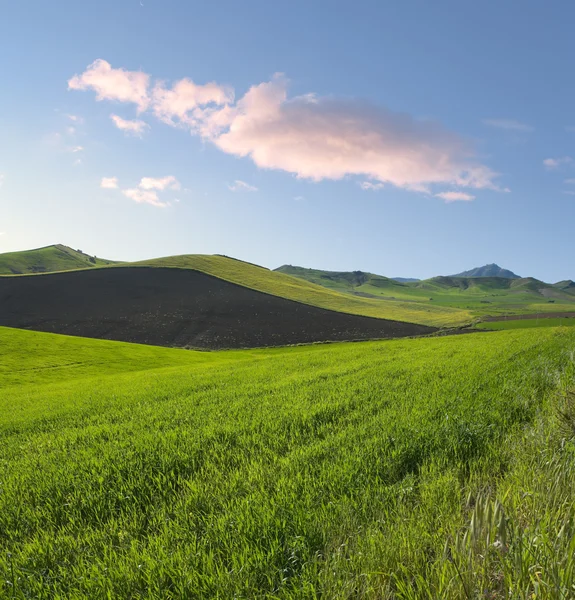 Prati primaverili — Foto Stock