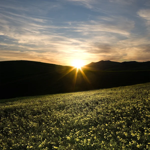 Spring meadow at the sunset Royalty Free Stock Photos