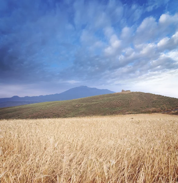 Cereal Field, Layered Mountains And Cloudscape — Stock fotografie