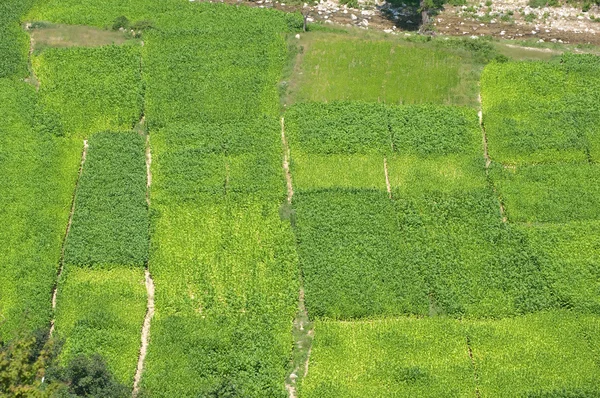 Vue aérienne des champs de tabac vert — Photo