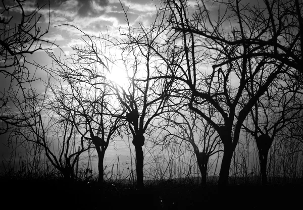 Silhouette kahle Bäume und Äste im Gegenlicht — Stockfoto