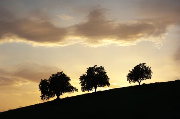 Three Silhouette Trees At The Twilight — Stock Photo, Image