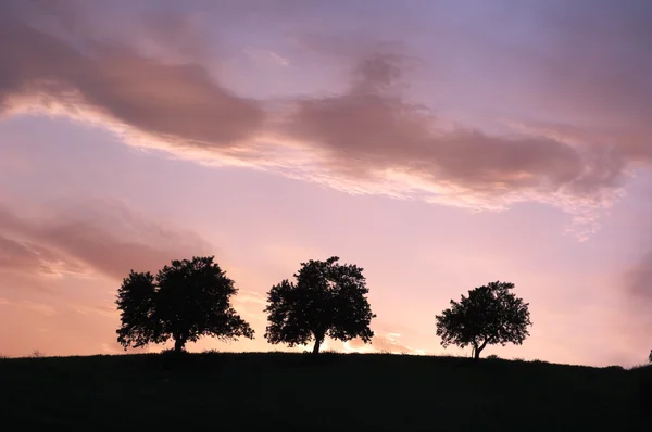 Three Silhouette Trees At The Twilight — Stock Photo, Image