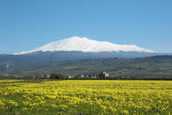 Gelbe Wiese, schneebedeckter Ätna und blauer Himmel — Stockfoto