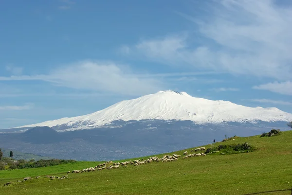 Bandada y volcán Etna en el fondo —  Fotos de Stock