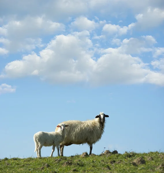 Schafe und Lämmer auf einem Hügel mit Wolken — Stockfoto