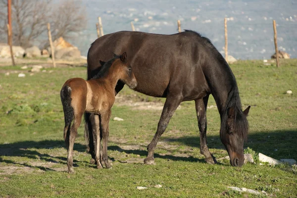 Mare and foal — Stock Photo, Image