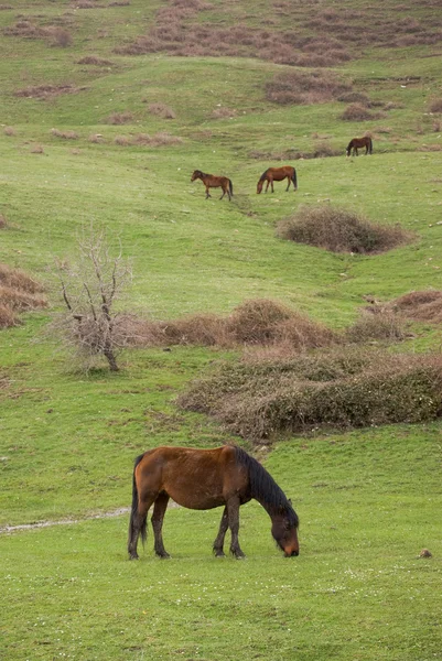 Grupo de caballos pastando en prado verde — Foto de Stock