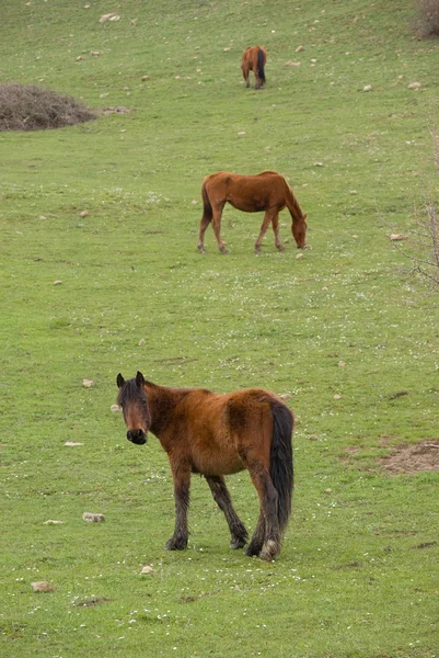 Три лошади пасутся на зеленом лугу — стоковое фото