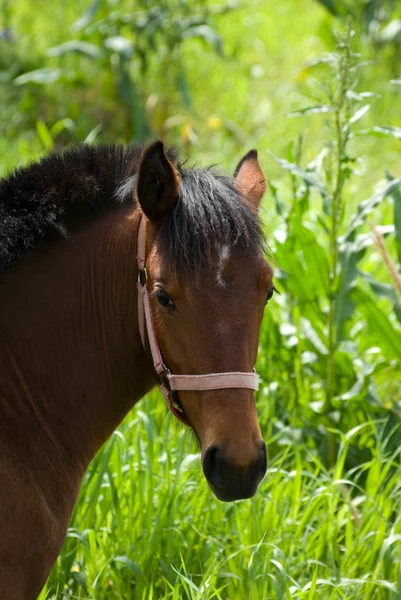 Headshot for horse on background blurred lush vegetation — Stock Photo, Image