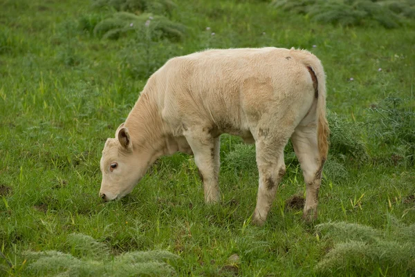 Jonge koe grazen in het groene veld — Stockfoto