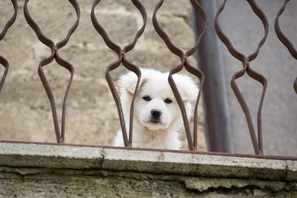 Jovem cão branco olhar para você — Fotografia de Stock