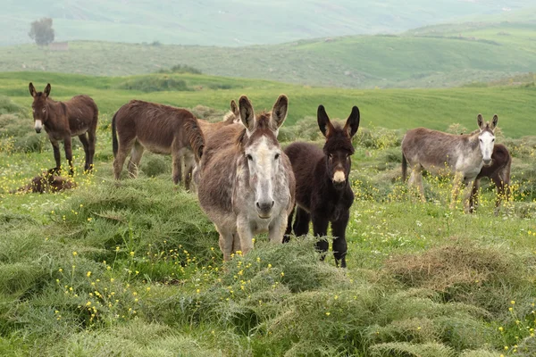 Herd of donkeys — Stock Photo, Image