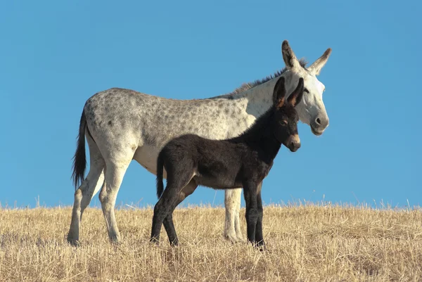 Burro y su potro —  Fotos de Stock