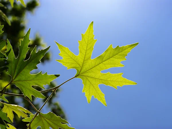 Leaf of plane tree — Stock Photo, Image