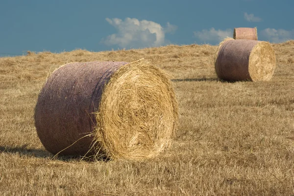 Roll Of Hay Stock Image