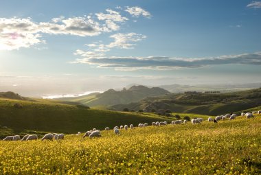 flock of sheep grazing in flowered field to sunrise