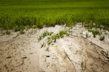 Youngs plants struggling to grow in sandy soil