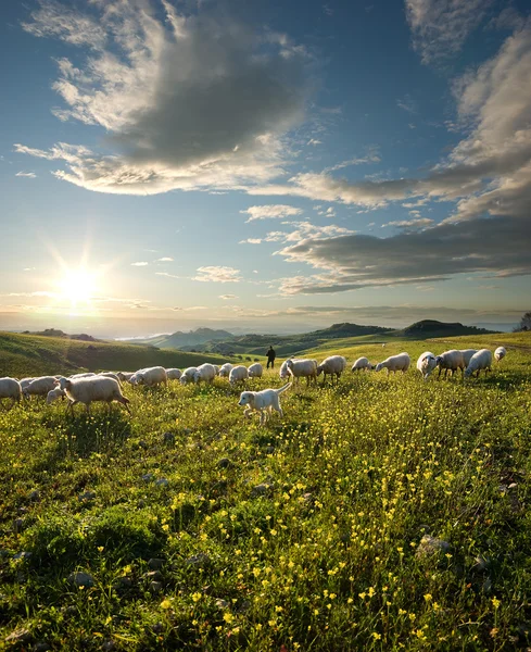 Pastor con perro y oveja que pastan en el campo florecido al sol — Foto de Stock