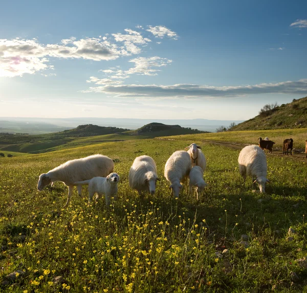 Gruppo di pecore e cani giovani in campo fiorito all'alba — Foto Stock