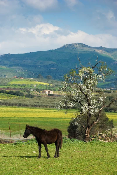 Cavalo no gramado com amendoeira em flor — Fotografia de Stock
