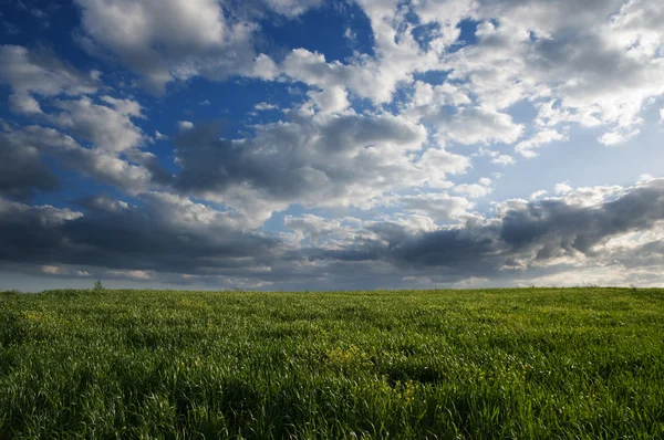 Landscape for green grass and dramatic sky — Stock fotografie