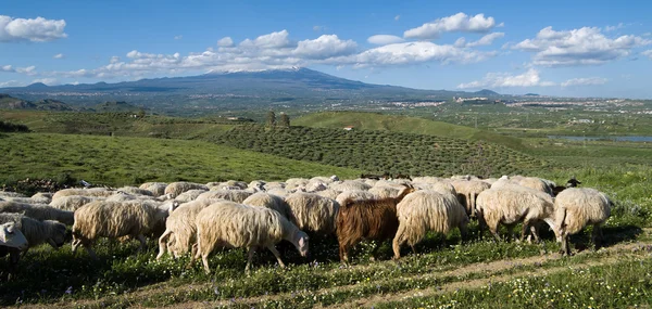 Flock of sheep going through rural area — Stock Photo, Image