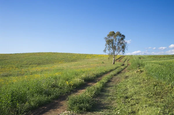 Fattoria stradale conduce a un albero di eucalipto — Foto Stock