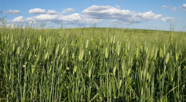 Crop in growth of unripe wheat — ストック写真
