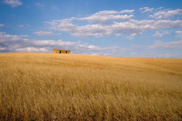 Oat field golden ripe for harvest in background abandoned house — ストック写真