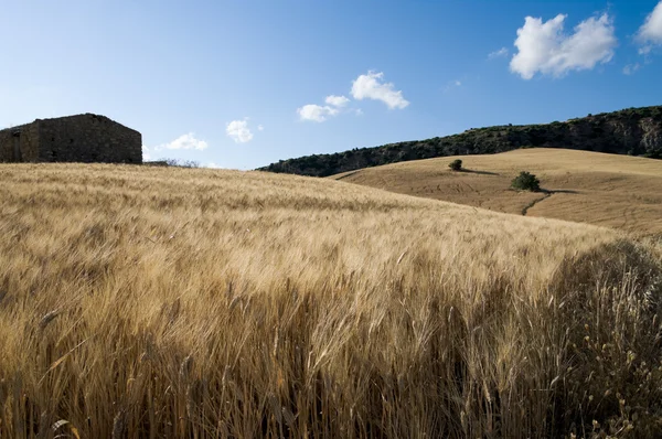 Paisaje rural para campo de trigo maduro — Foto de Stock