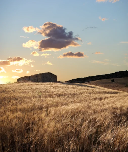 Fazenda abandonada no campo de trigo maduro ao pôr do sol — Fotografia de Stock