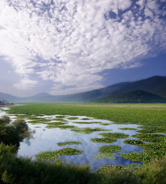 Lake of water-lilies — Stock Photo, Image