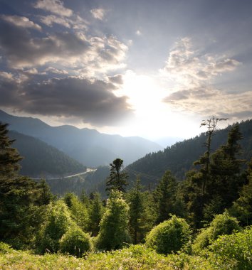 dusk on forest 