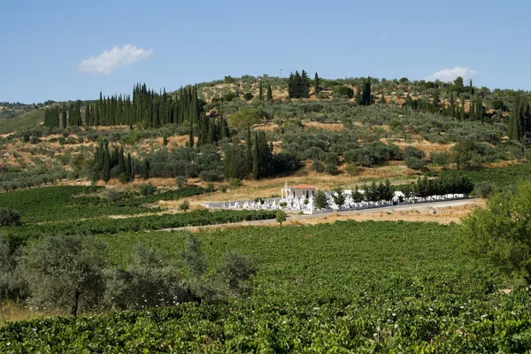 White cemetery in vineyard — Stockfoto