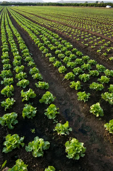 Fila de lechugas — Foto de Stock