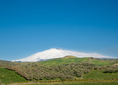 Etna yanardağı arka plan üzerinde ağaç tarımı