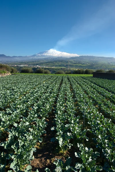 火山エトナ山を背景に苗の成長 — ストック写真