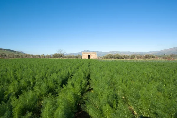 Landelijke landschap van een veld met een oude steen lodge — Stockfoto