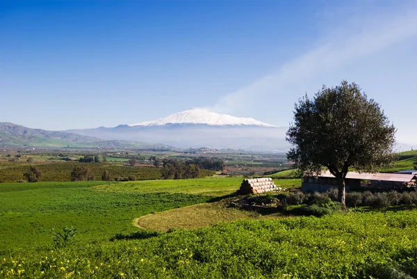 Rural landscape and snowy volcano etna — Stock Photo, Image