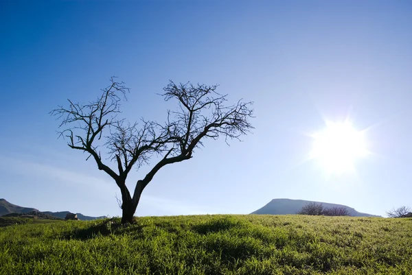 Solitary tree without leaves isolated in backlight — Stock Photo, Image