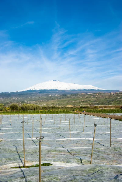 Odling av plantor på bakgrunden vulkanen Etna — Stockfoto